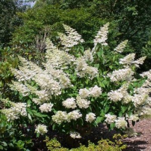 Саженец гортензии метельчатой Голиаф (Goliath)