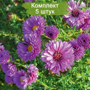 Саженцы астры Елта (Elta) -  комплект 5 шт.