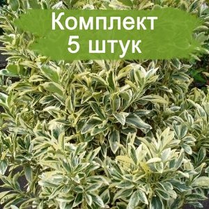 Саженцы бересклета Браво (Bravo) -  комплект 5 шт.