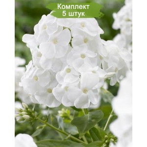 Саженцы флокса Рембрандт (Rembrandt) -  комплект 5 шт.