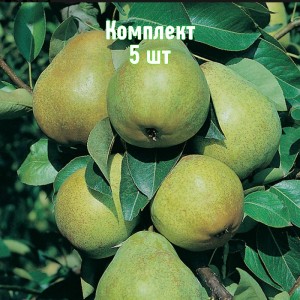 Комплект 5шт / Груша Февральский сувенир