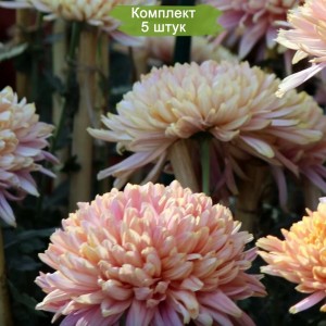 Саженцы хризантемы мультифлоры Арес Шампань (Ares Champagne) (Шампань ) -  комплект 5 шт.