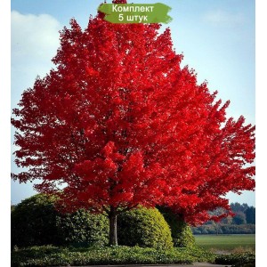 Саженцы клёна Краснолистного (от 150 см) -  комплект 5 шт.