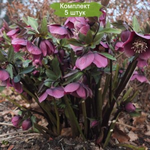 Саженцы морозника Черного -  комплект 5 шт.