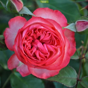 Саженцы шраб розы Антик 89 (Antike 89) -  комплект 5 шт.