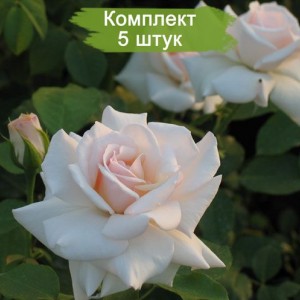 Саженцы плетистой розы Сван Лейк (Swan Lake) -  комплект 5 шт.