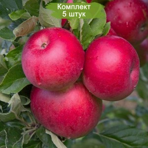 Саженцы яблони Афродита -  комплект 5 шт.