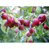 Комплект 5шт / Яблоня колоновидная Тамара