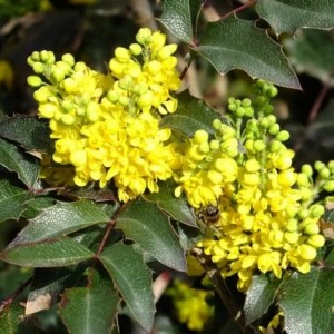 Саженец магонии Смарагд