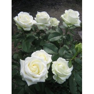 Саженец чайно-гибридной розы Клер океан (Clear Ocean)