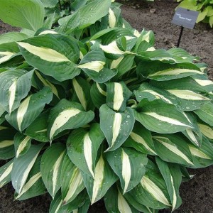 Саженец хосты Риски Бизнес (Risky Business)