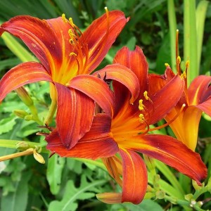 Саженец лилейника Сэмми Расселл (Sammy Russell )