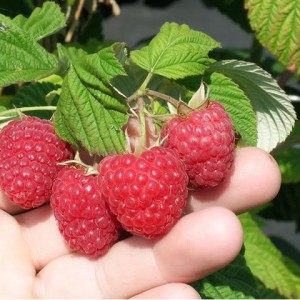 Саженец малины Вилламетте (Красная)