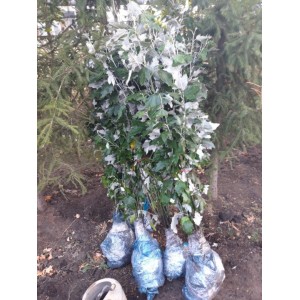 Саженец тополя Серебристого Пирамидального (от 150 см)