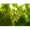 Саженец актинидии женской Незнакомка