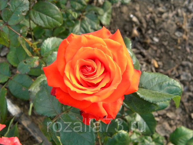 Роза верано фото и описание сорта