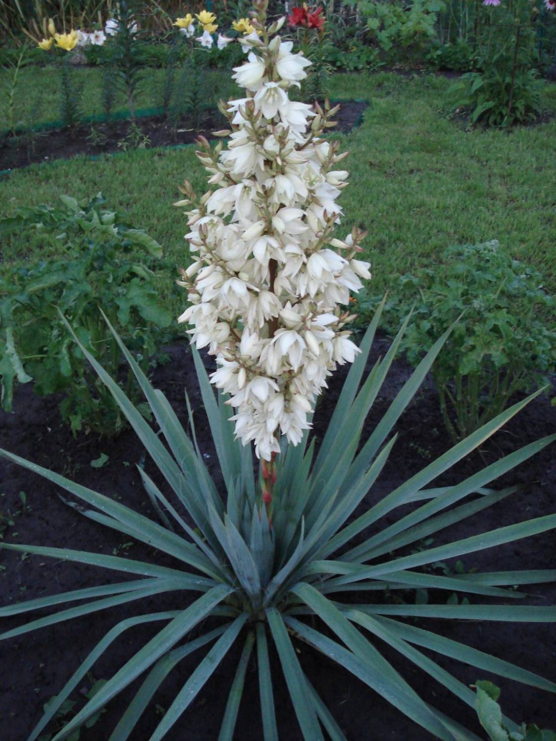 Саженец юкки Нитчатая (Yucca filamentosa)